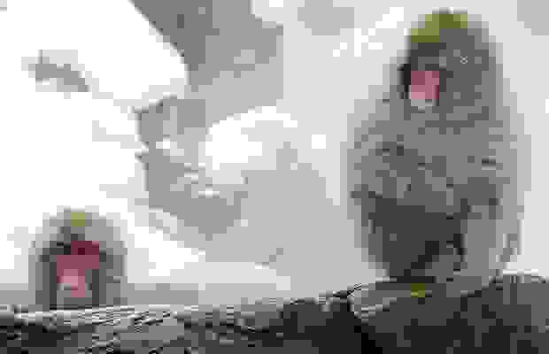 monkeys_12.jpg