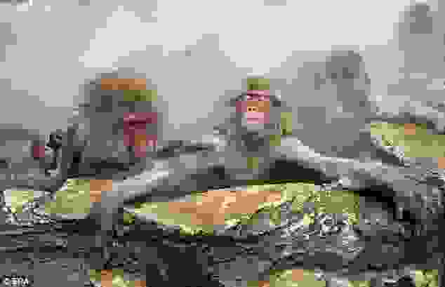 monkeys_13.jpg