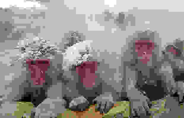 monkeys_2.jpg