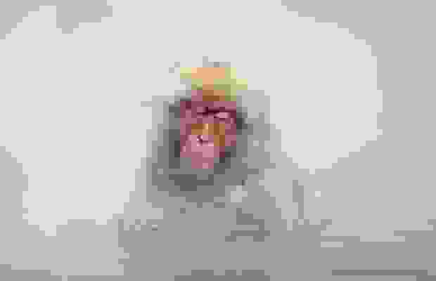monkeys_4.jpg