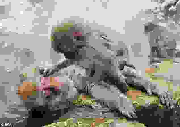 monkeys_5.jpg