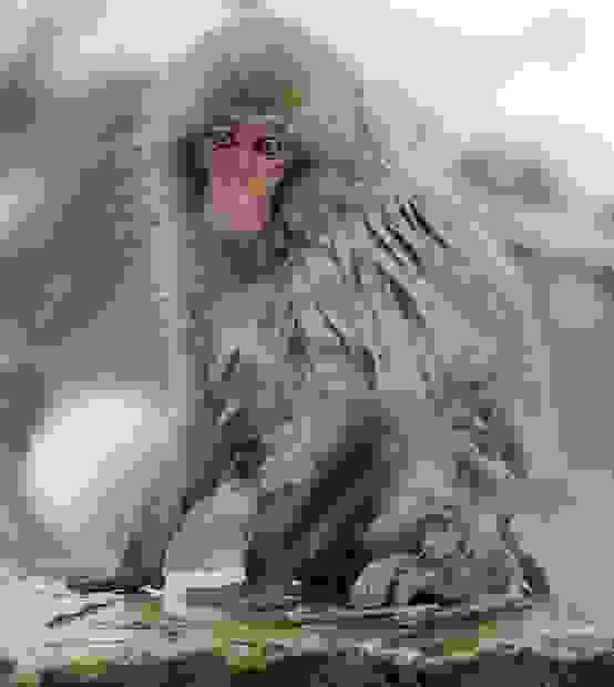 monkeys_6.jpg