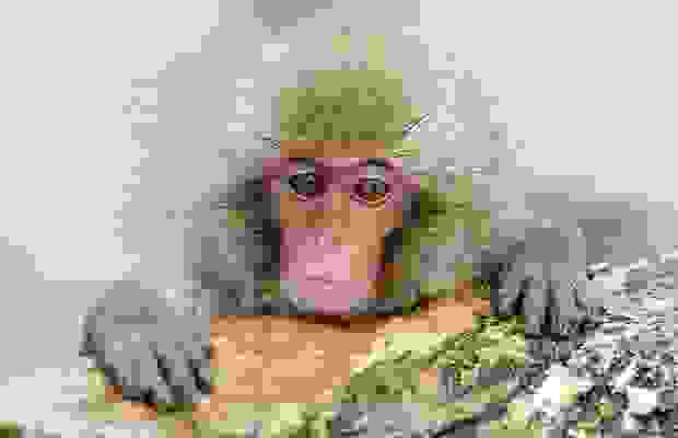 monkeys_7.jpg