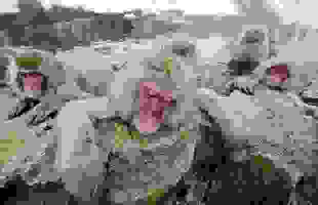 monkeys_8.jpg