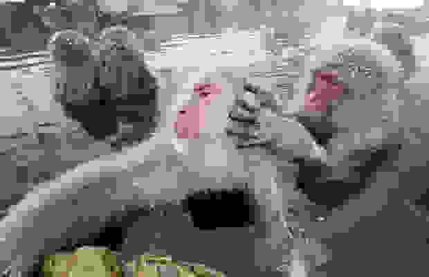 monkeys_9.jpg