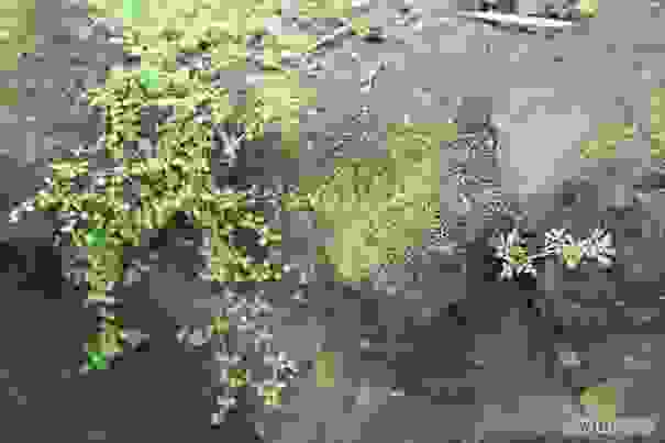 moss1__605.jpg