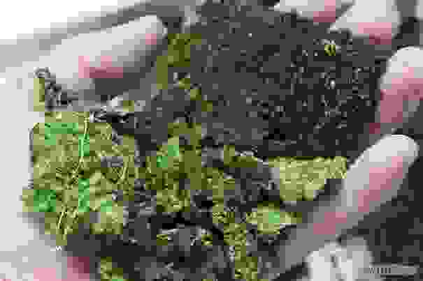 moss2__605.jpg