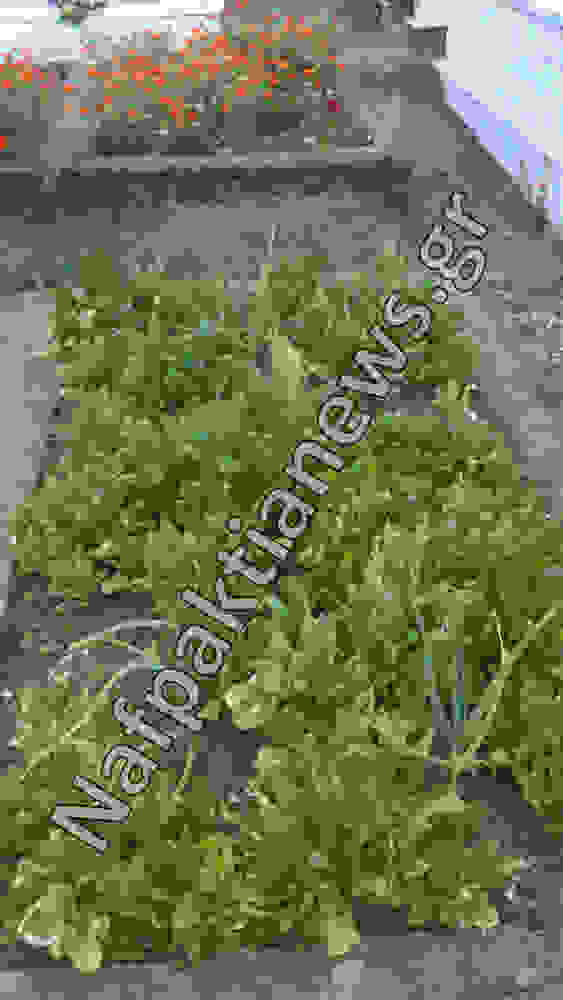 mpostani4.jpg