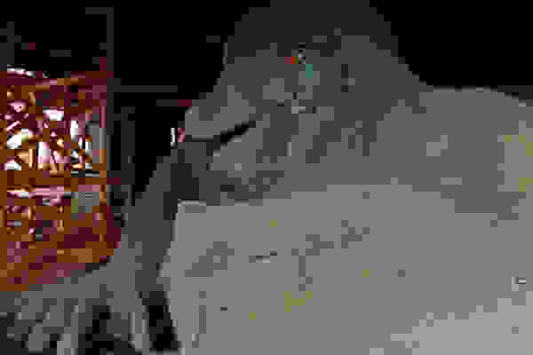 mstvdsdmm11