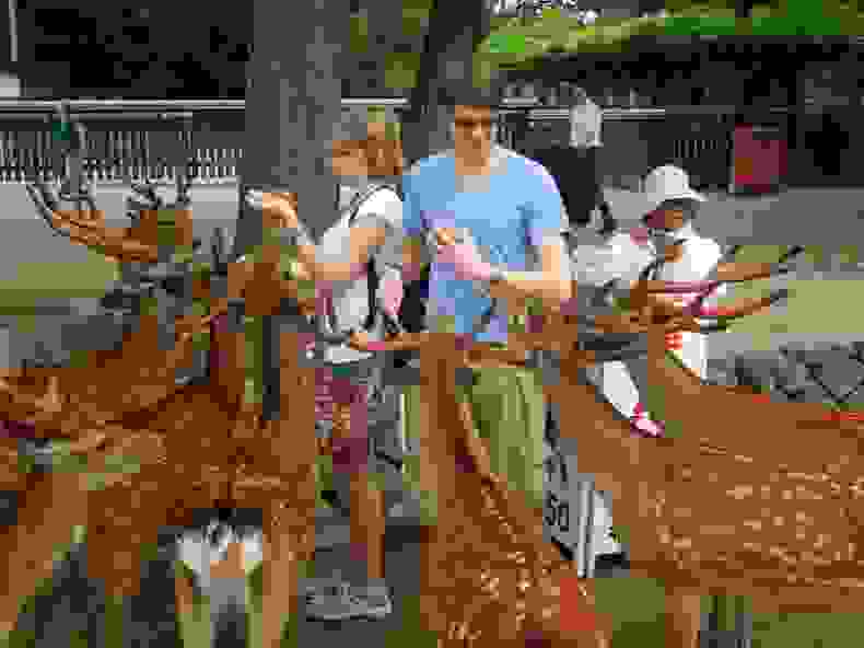 nara-deer-86.jpg