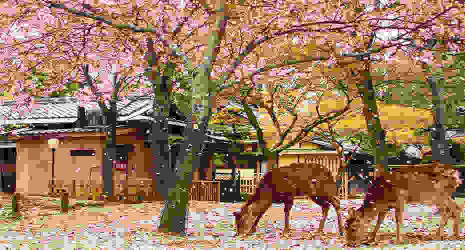 nara-japan-deer-08.jpg