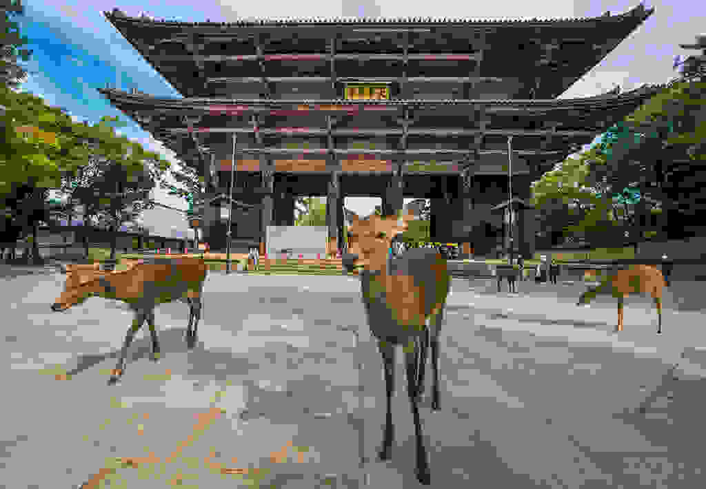 nara-japan-deer-283.jpg