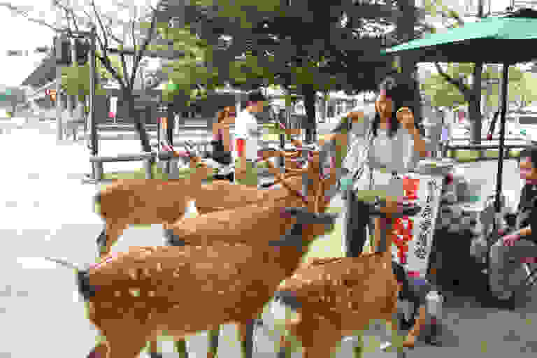 nara-japan-deer.jpg