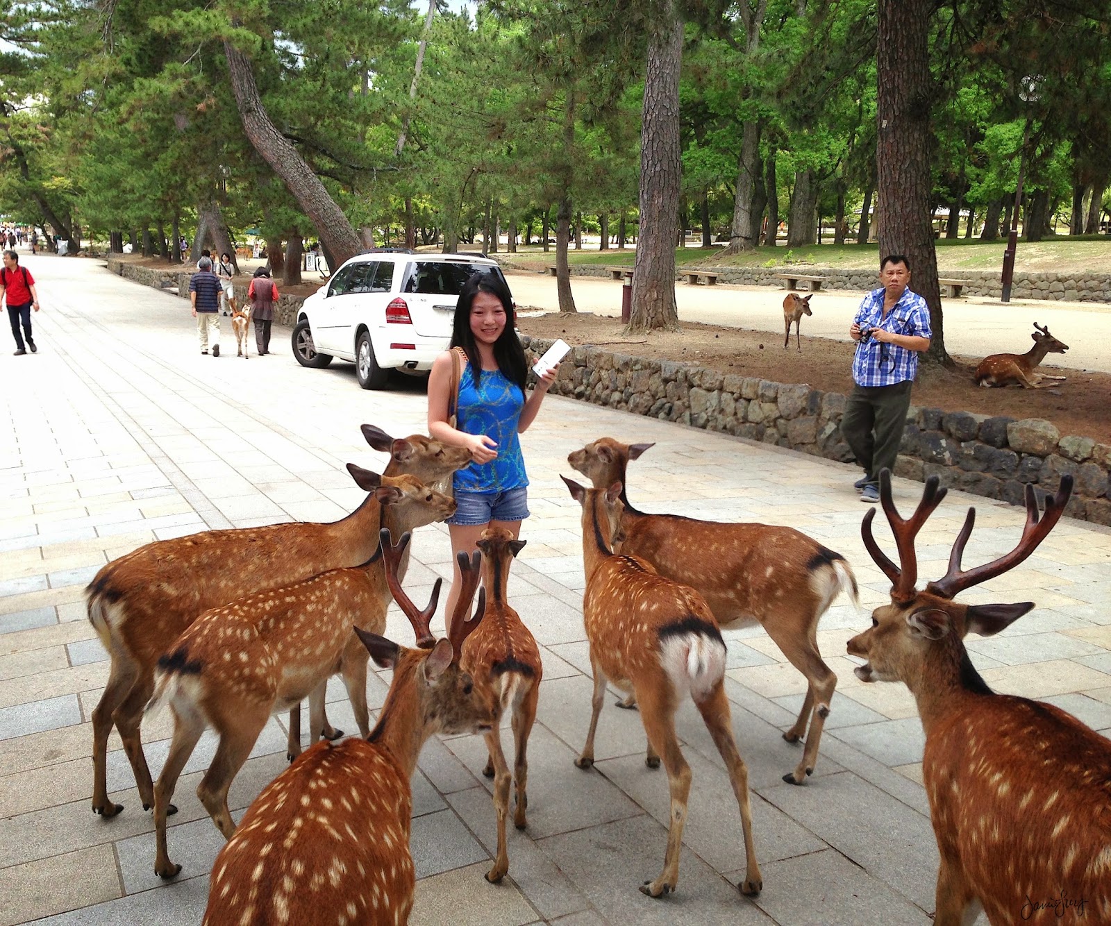 nara-japan-deer1.JPG