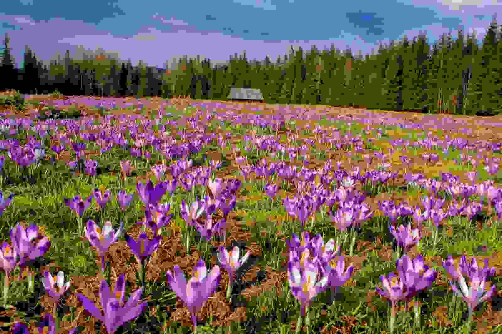 national-park-poland.jpg