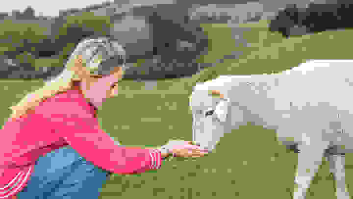 new-zealand-sheep.jpg