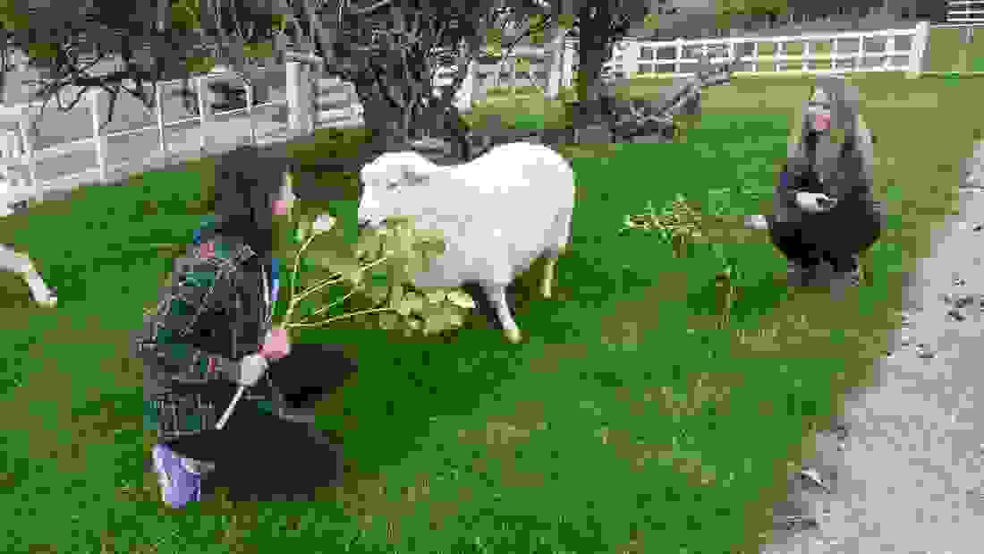 new-zealand-sheep2.jpg