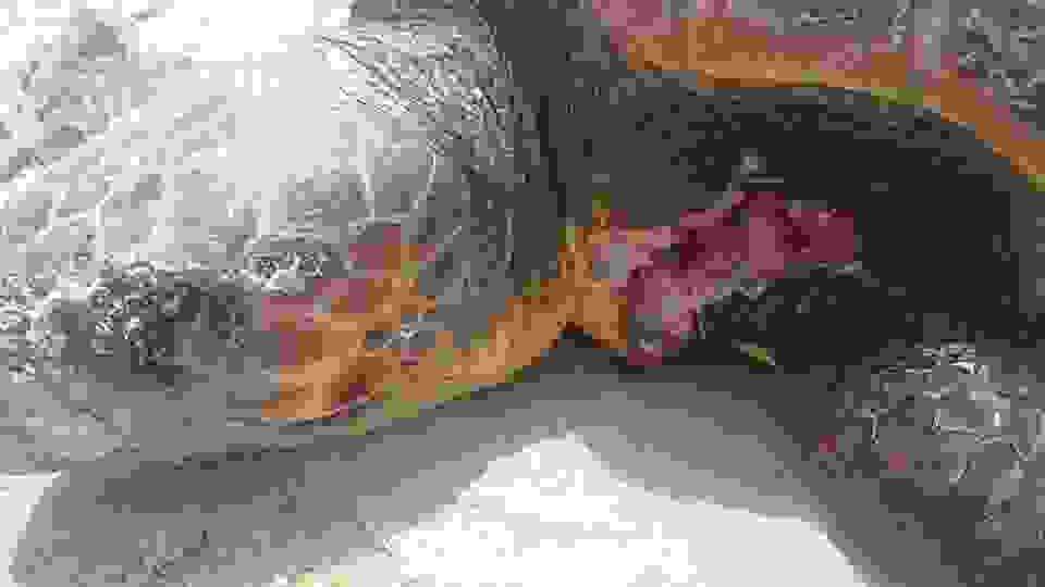 NaxosCaretta 3