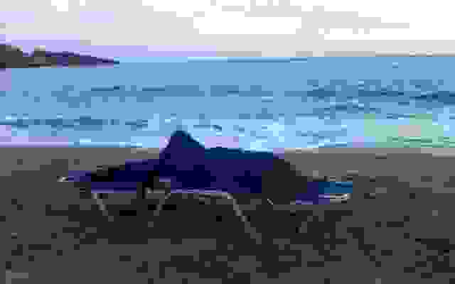 delfini-damnoni