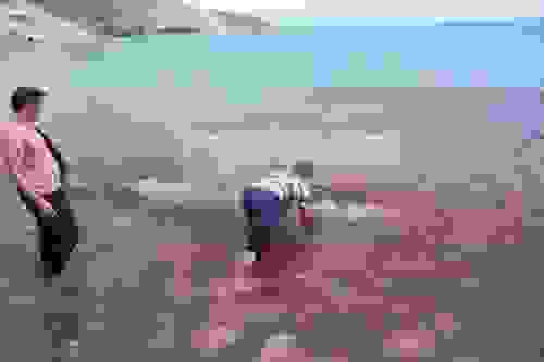 tertsa9