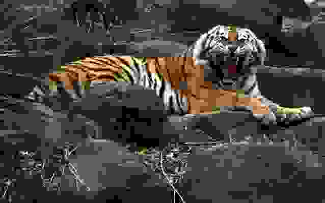tigris-tis-beggalis-agria-fusi