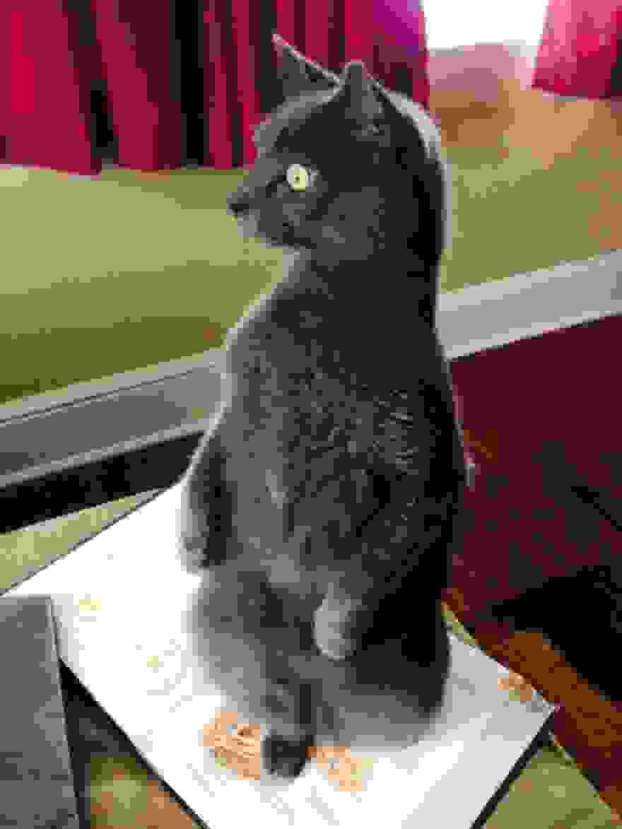 ninja-cat-cat.jpg