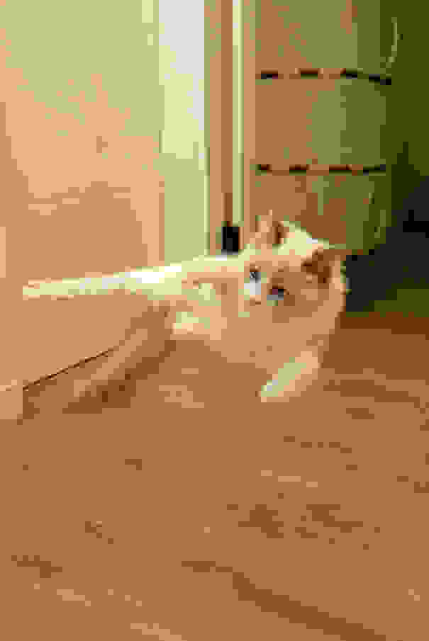 ninja-cat-hiding-funny-102.jpg