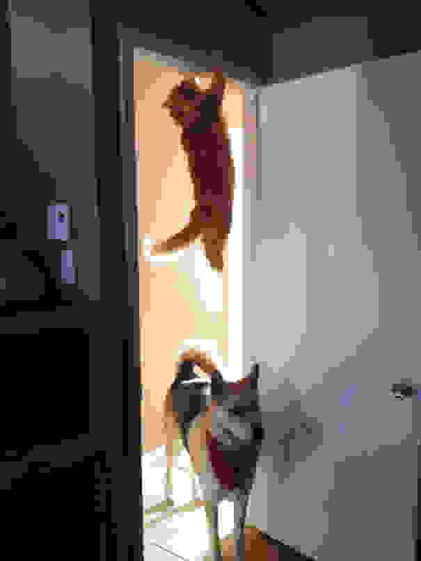 ninja-cat-hiding-funny-107.jpg