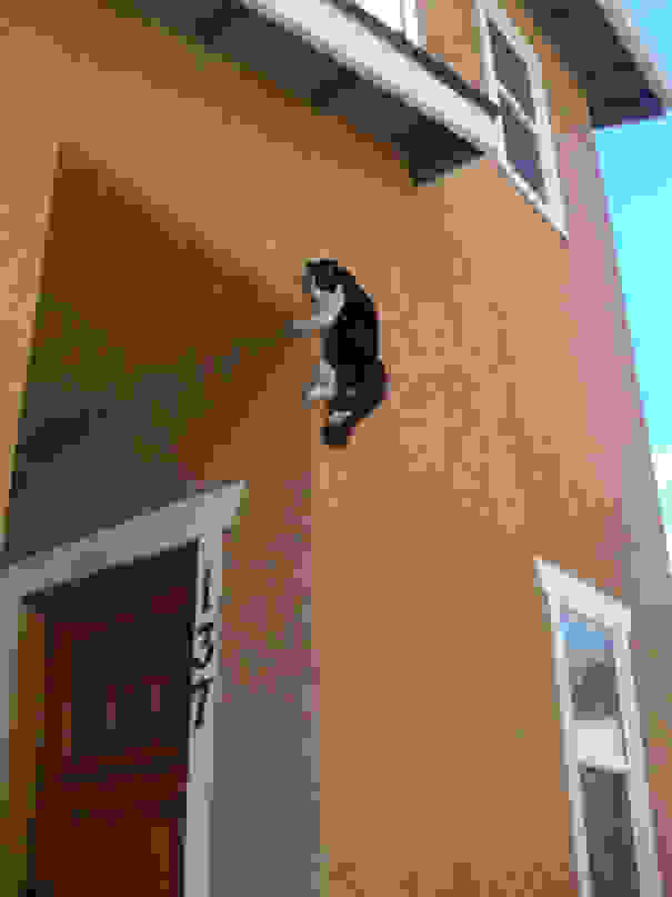 ninja-cat-hiding-funny-44.jpg