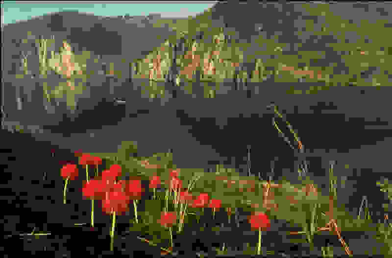 nyos-view.jpg