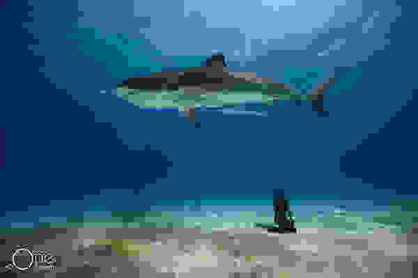 one-ocean-one-breath-001.jpg