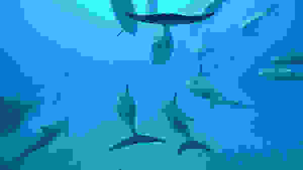 one-ocean-one-breath-020.jpg