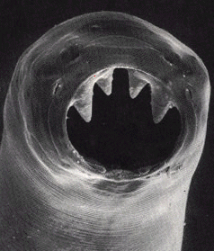 parasitehookworm.png