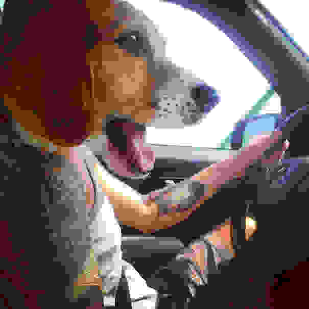 pefectly-timed-dog-photos-15.jpg