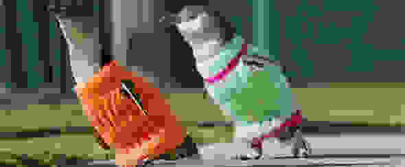 penguin-sweater.jpg