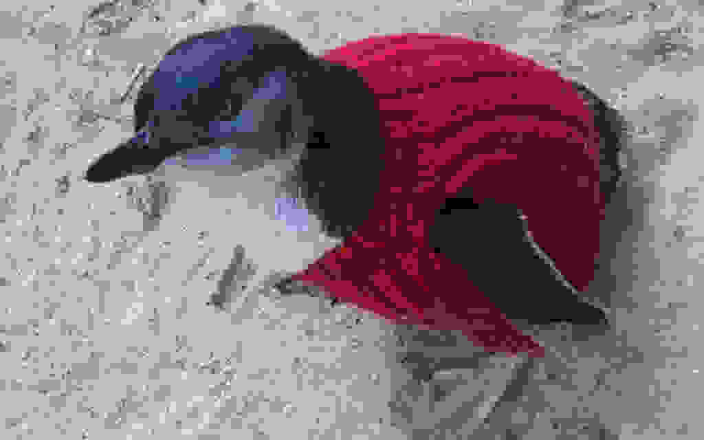 penguin-sweater1.jpg