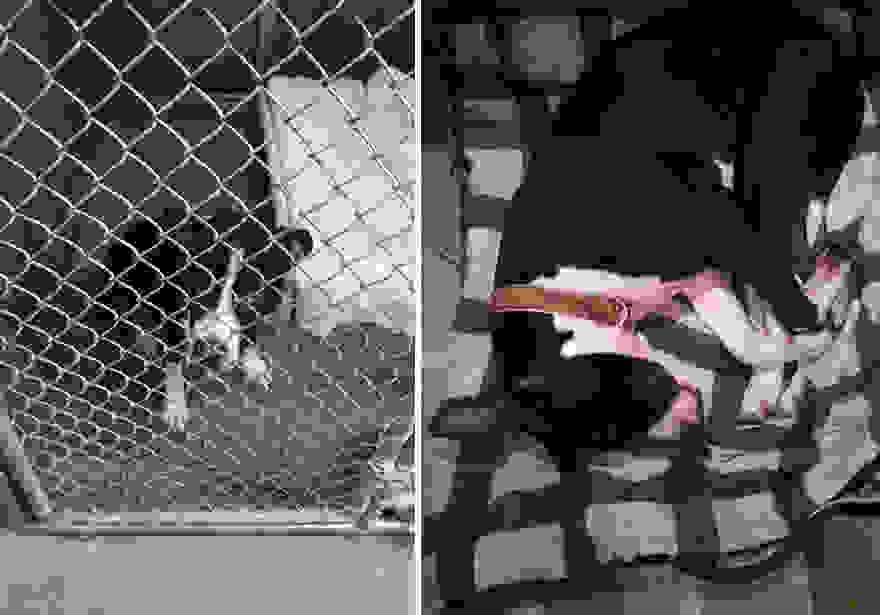 pet-adoption-before-and-after-11__880.jpg