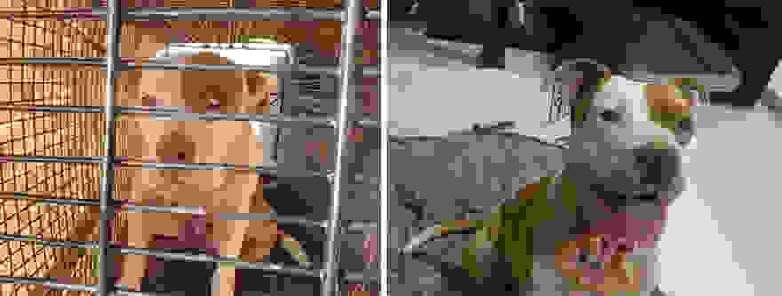 pet-adoption-before-and-after-13__880.jpg