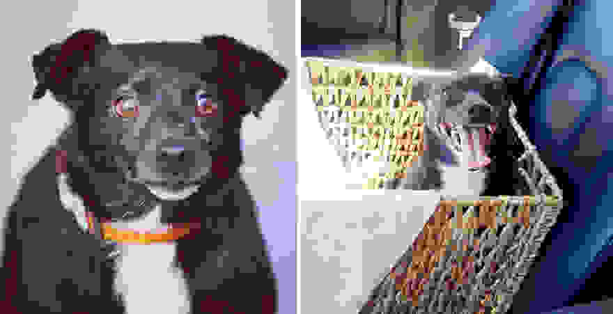 pet-adoption-before-and-after-14__880.jpg