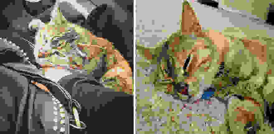 pet-adoption-before-and-after-15__880.jpg