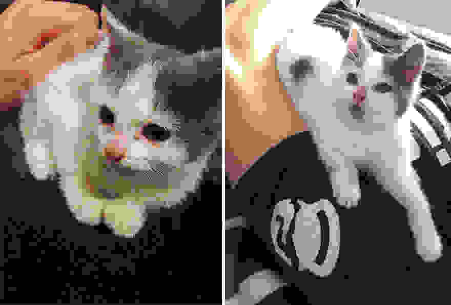 pet-adoption-before-and-after-4__880.jpg