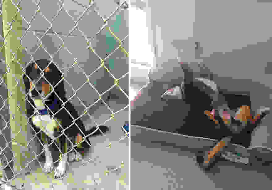 pet-adoption-before-and-after-5__880.jpg
