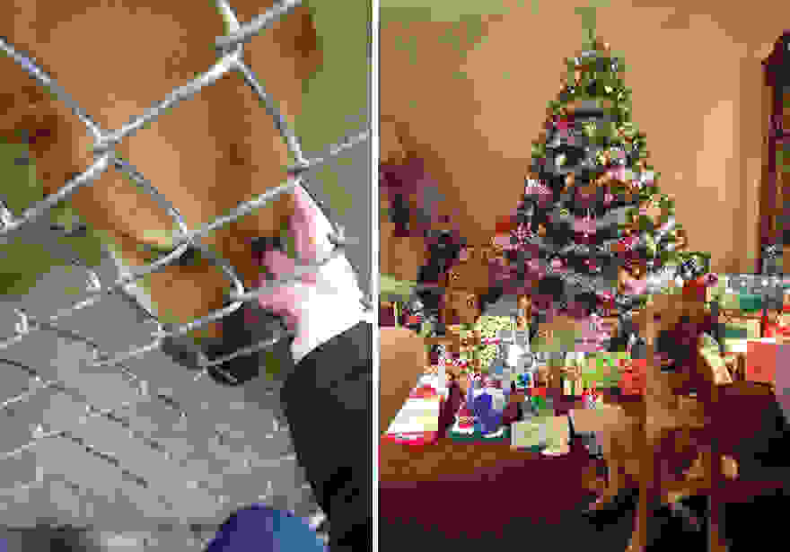 pet-adoption-before-and-after-6__880.jpg