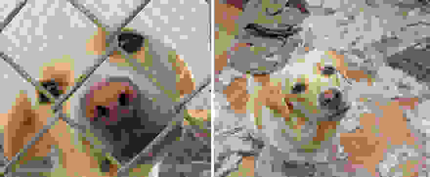 pet-adoption-before-and-after-7__880.jpg