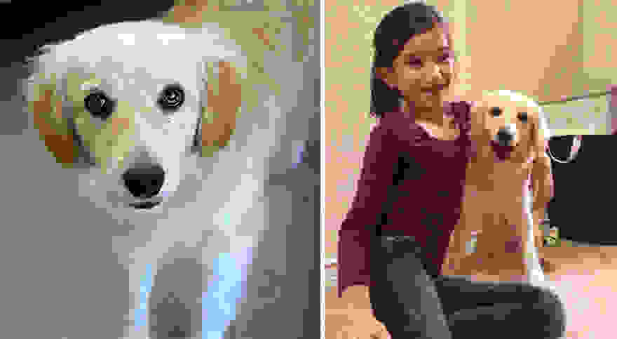 pet-adoption-before-and-after-8__880.jpg