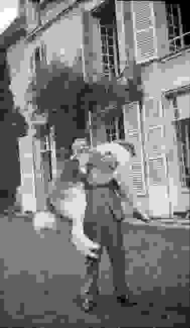 picaso-dog3.jpg