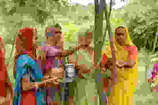 piplantri1.jpg
