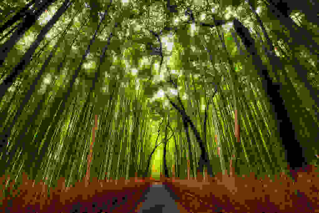 polyxromes-gonies-tou-planiti-sagano-bamboo-forest.jpg