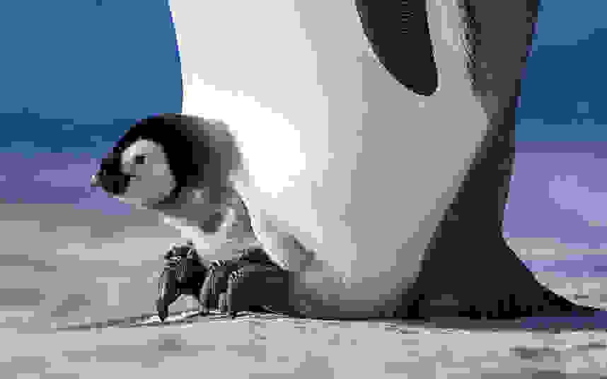 potd-penguin-1.jpg