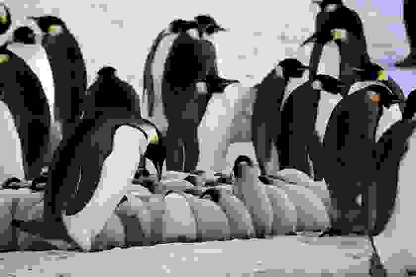 potd-penguin-2.jpg